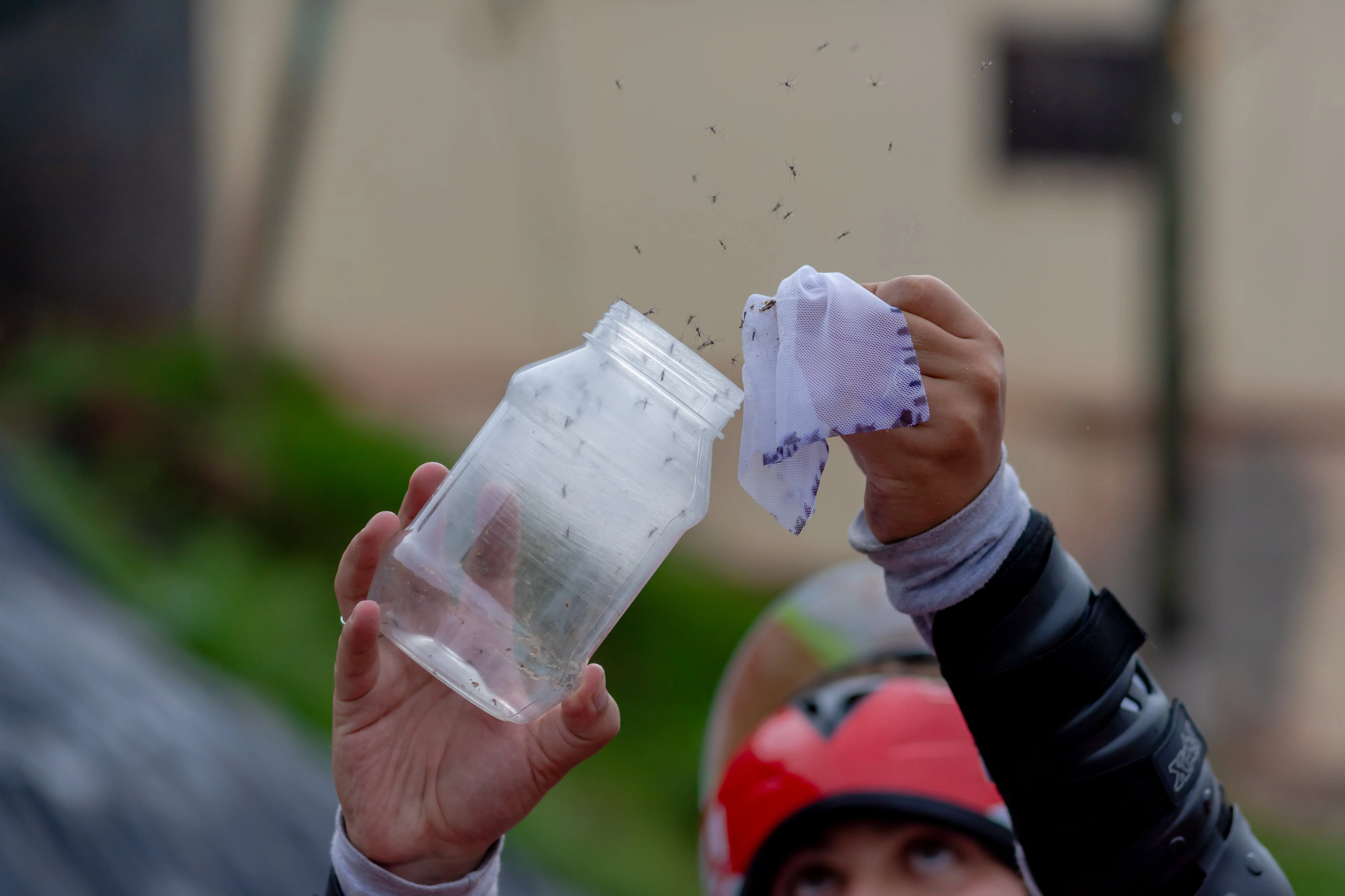 Un año innovando para la prevención del dengue, Zika y chikungunya