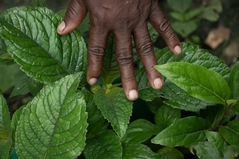 Mujeres curanderas y yerbateras de chocó.