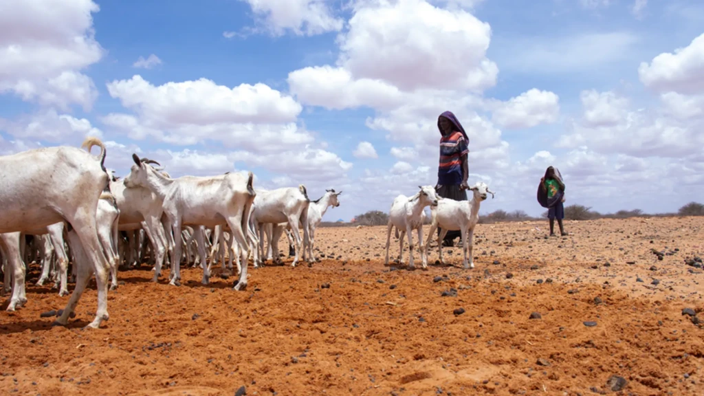 Hace tres años, Tahliil Abdulahi Cali tenía 250 cabras. Hoy solo le quedan 100. El resto murió debido a la falta de lluvias, temporada tras temporada, en su comunidad de la región de Mudug.
