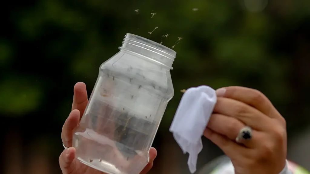 Entre agosto de 2023 y febrero de 2024, el equipo del Proyecto de Prevención de Arbovirosis en Tegucigalpa liberó más de ocho millones de mosquitos portadores de la bacteria Wolbachia en la colonia El Manchén.